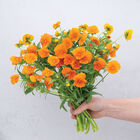 Sorbet&reg; XP Deep Orange Viola (Pansy)