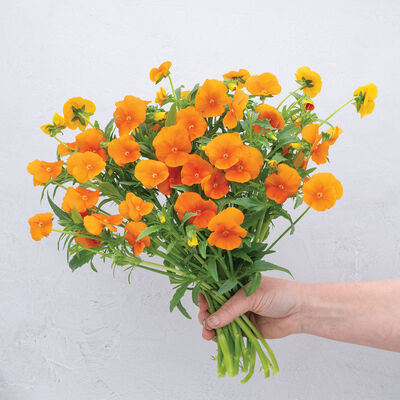 Sorbet&reg; XP Deep Orange Viola (Pansy)