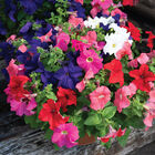 Dreams&trade; Mix Petunia