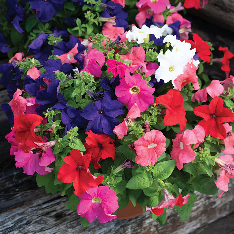 Dreams&trade; Mix Petunia