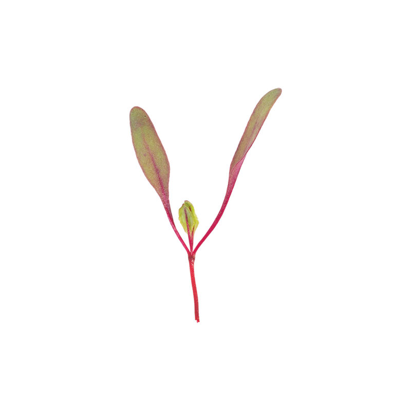 Beet, Bull's Blood Microgreen Vegetables