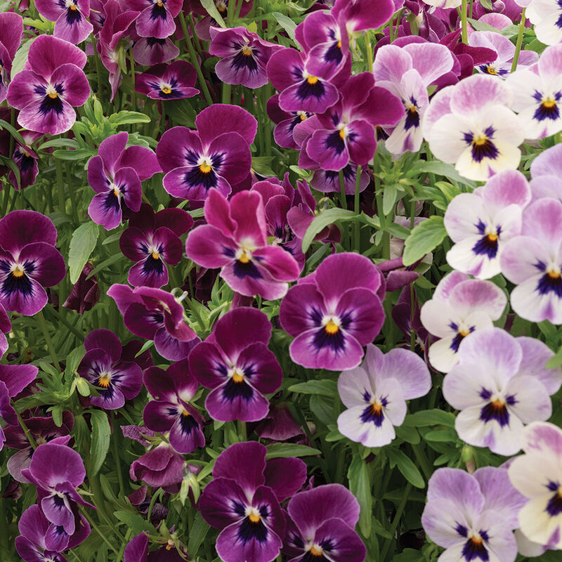 Sorbet&reg; XP Raspberry Viola (Pansy)