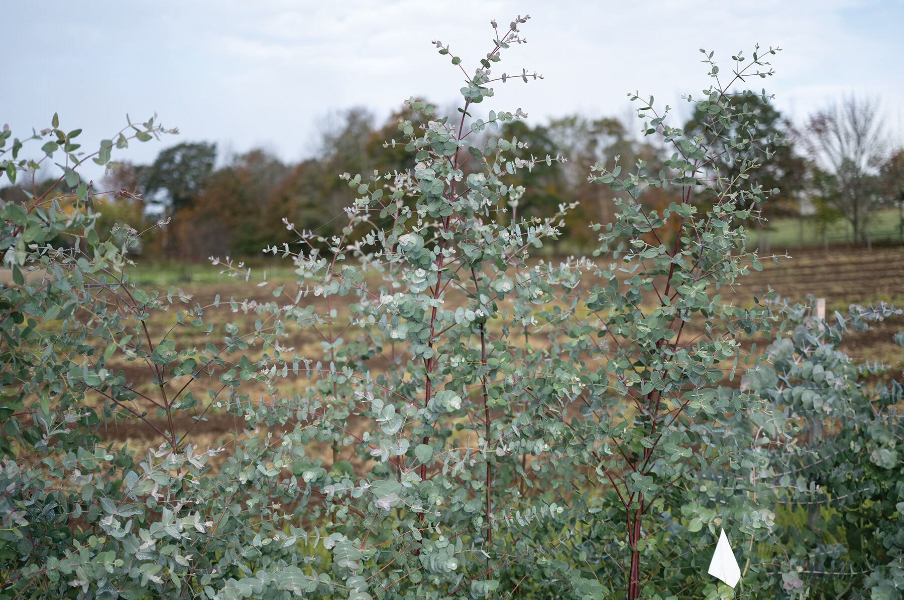 Silver Drop Eucalyptus