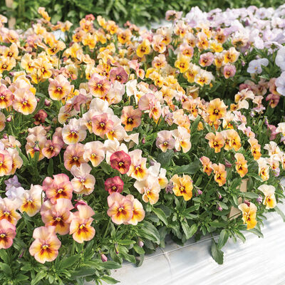 Nature&trade; Antique Shades Viola (Pansy)