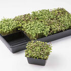 5x5 Inserts &ndash; 5 Count Microgreens Supplies