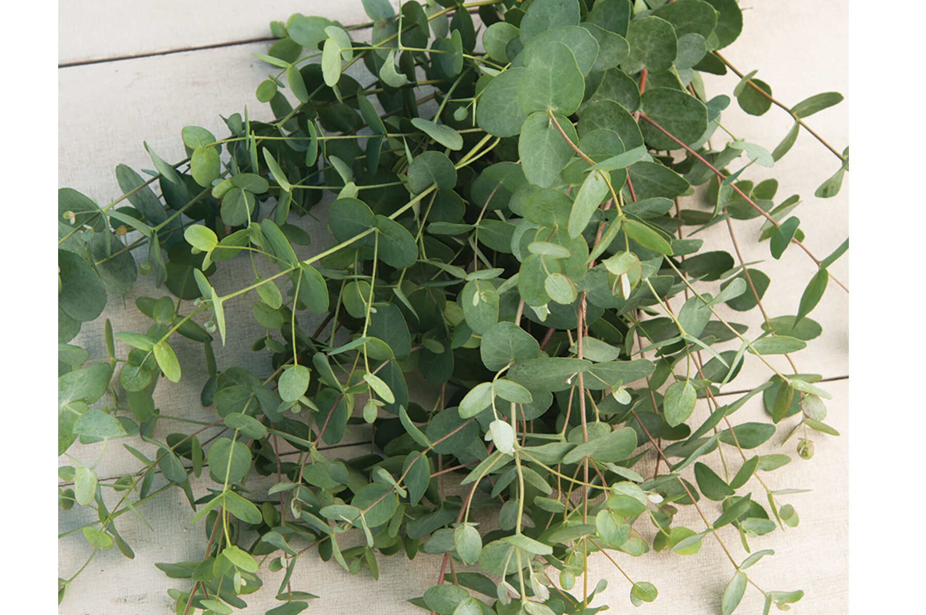 Silver Drop Eucalyptus