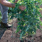 Tomato Cages, Green &ndash; 48" Cages & Fences