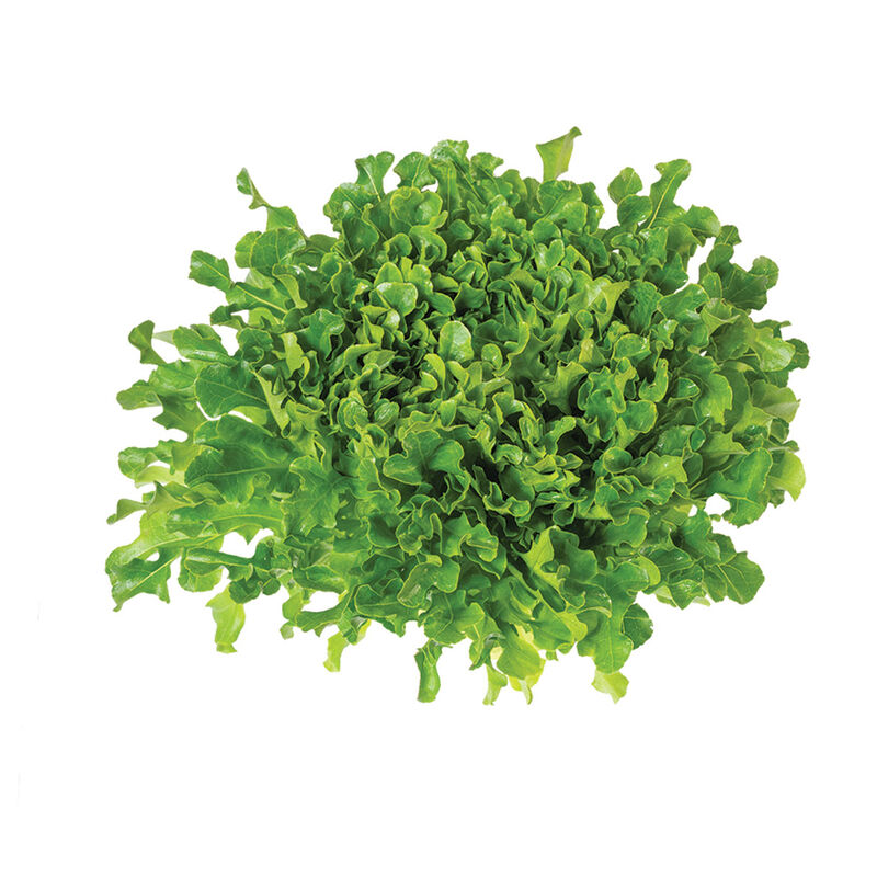 Rasmussen Salanova&reg; &ndash; Green Upright Oak Salanova&reg; Lettuce