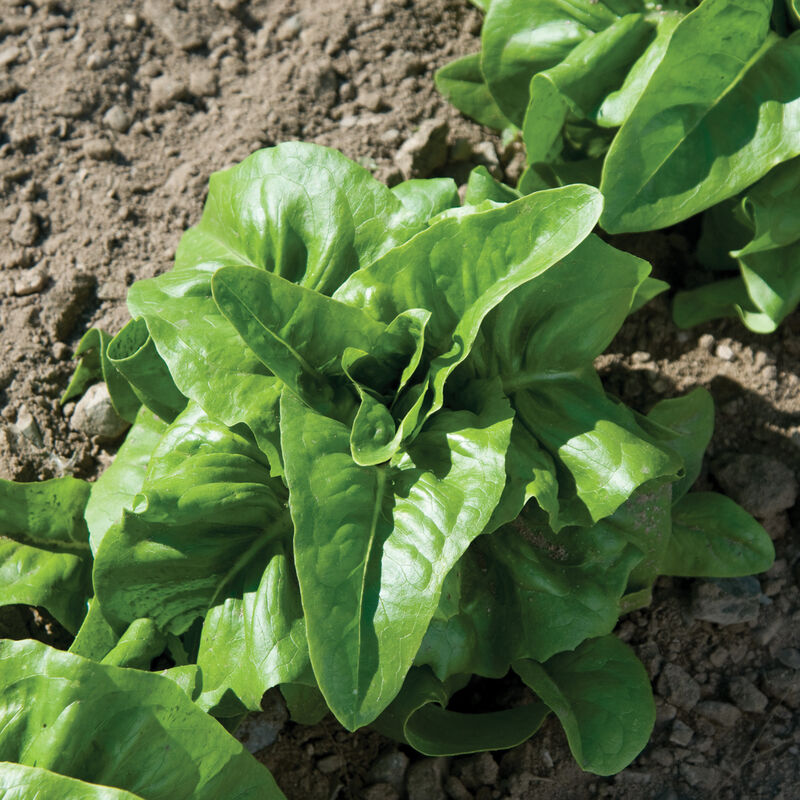 Deer Tongue Bibb Lettuce