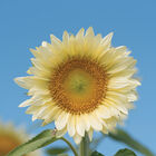ProCut&reg; White Lite Tall Sunflowers