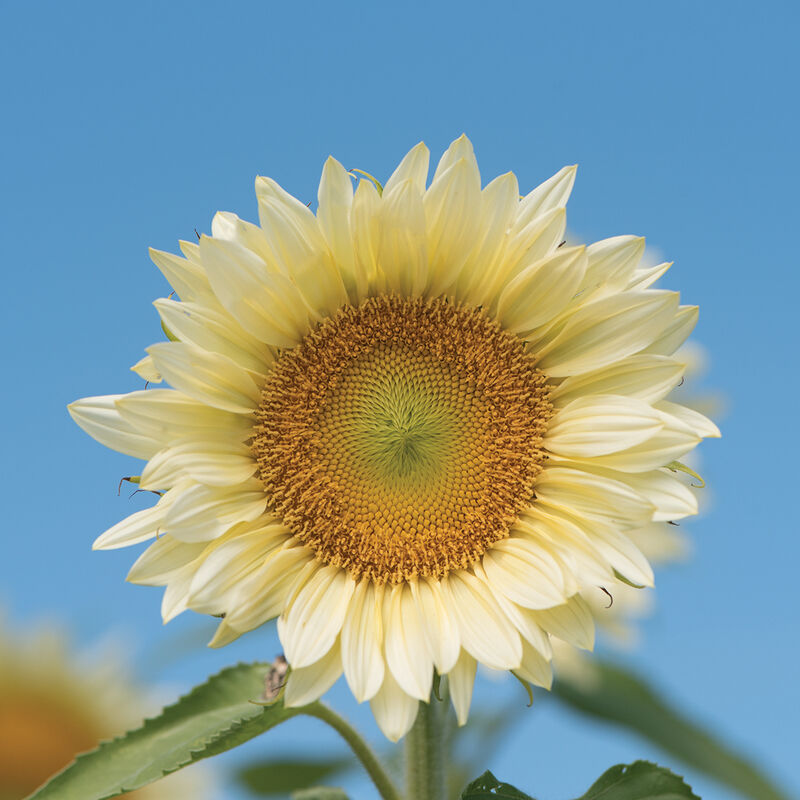 ProCut&reg; White Lite Tall Sunflowers
