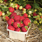 Honeoye &ndash; Spring-Planted Strawberry Bare-Root Plants