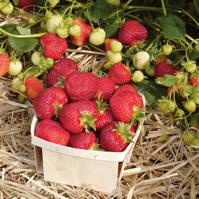 Honeoye &ndash; Spring-Planted Strawberry Bare-Root Plants