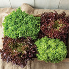 Salanova&reg; Foundation Collection Salanova&reg; Lettuce