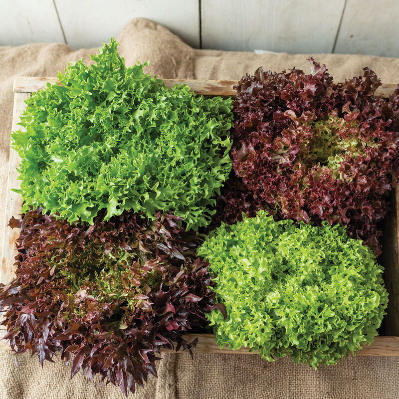 Salanova&reg; Foundation Collection Salanova&reg; Lettuce