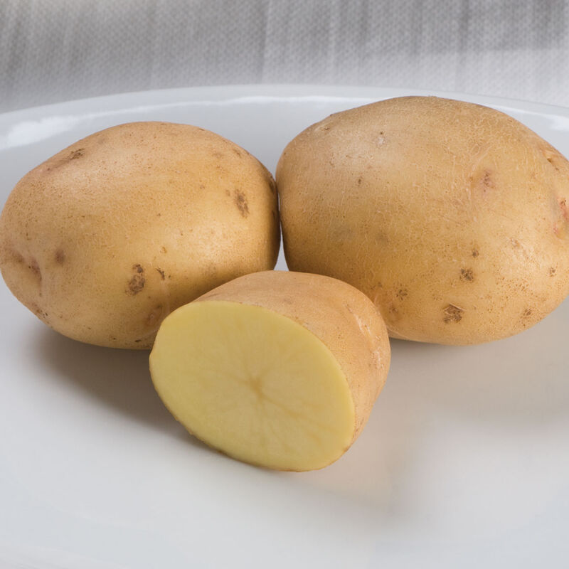 Yukon Gold &ndash; Early Ship Potatoes