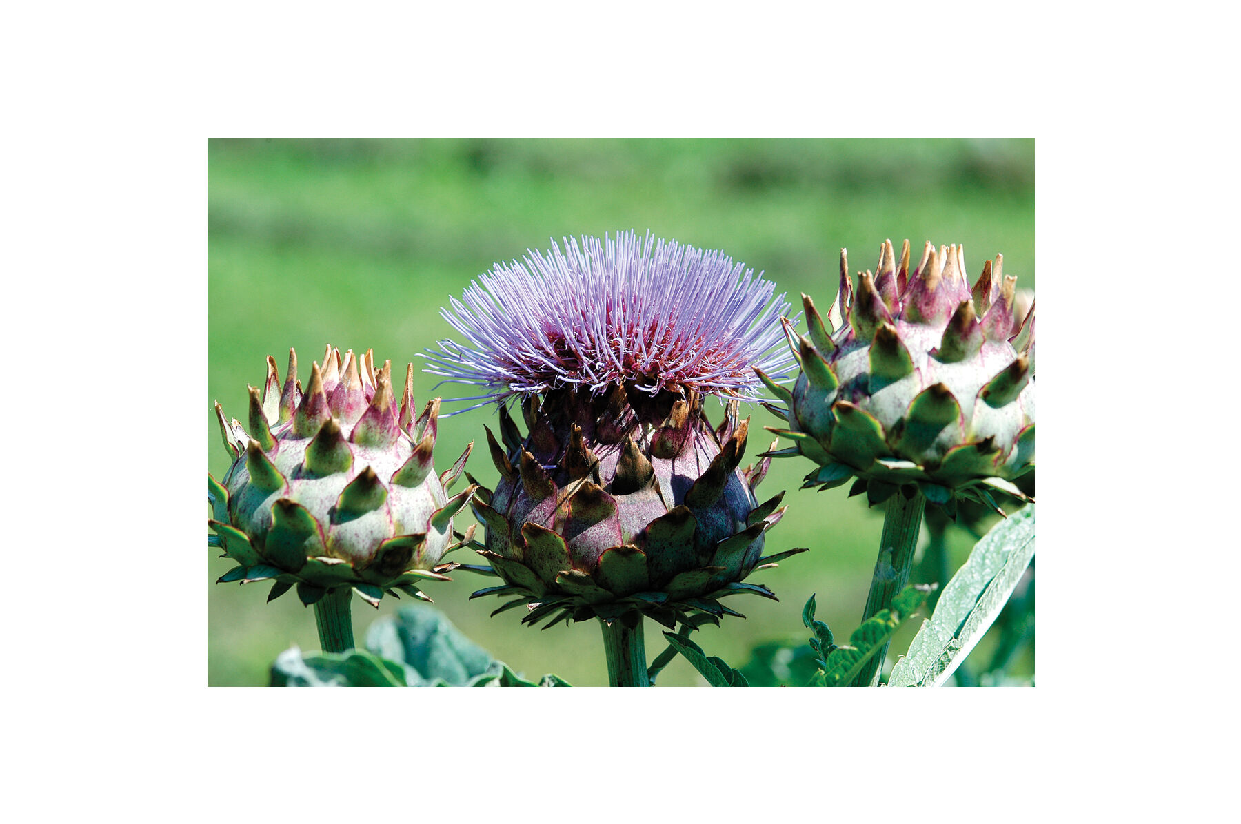 Porto Spineless Cardoon