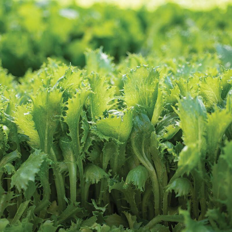 Riptide Romaine Lettuce (Cos)