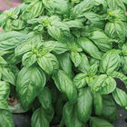 Prospera&reg; Compact DMR (PL4) Genovese Basil