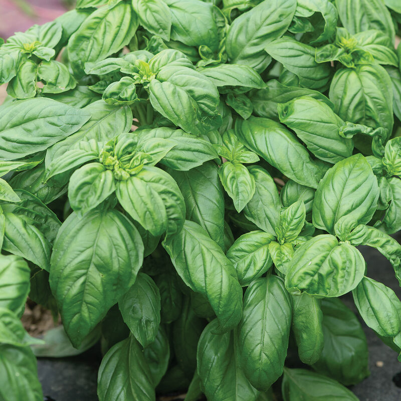 Prospera&reg; Compact DMR (PL4) Genovese Basil