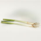 King Richard Leeks