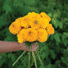 Coco&trade; Gold Marigold