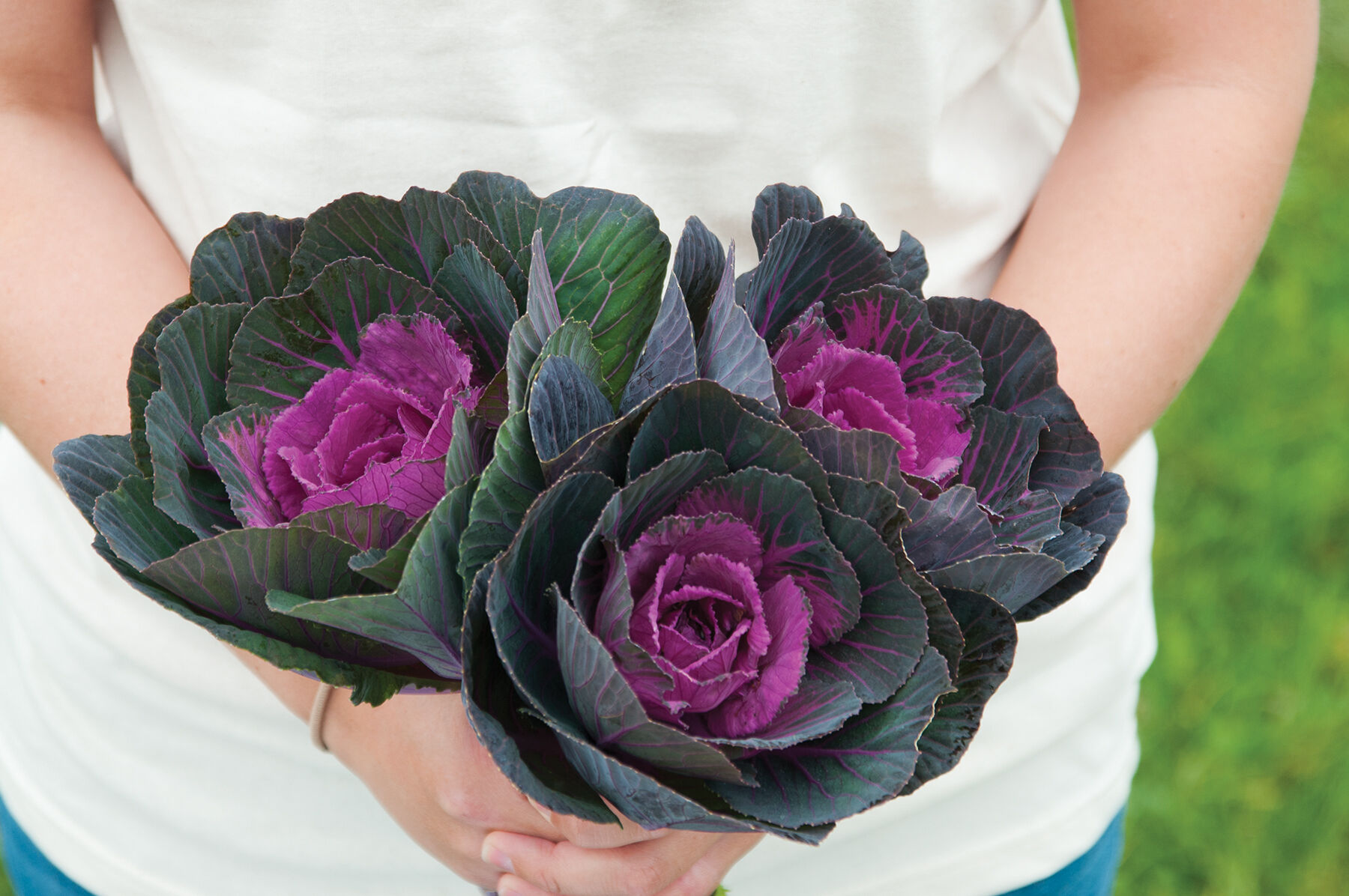 Crane&trade; Red Kale, Ornamental