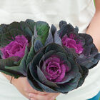 Crane&trade; Red Kale, Ornamental
