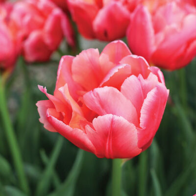 Salmon Symbiose&reg; Tulips