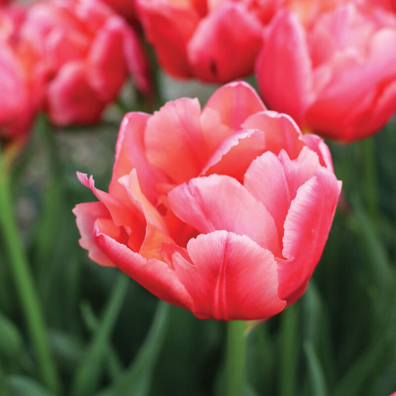 Salmon Symbiose&reg; Tulips