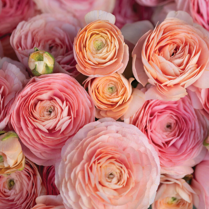 Romance&trade; Salerno&reg; Ranunculus