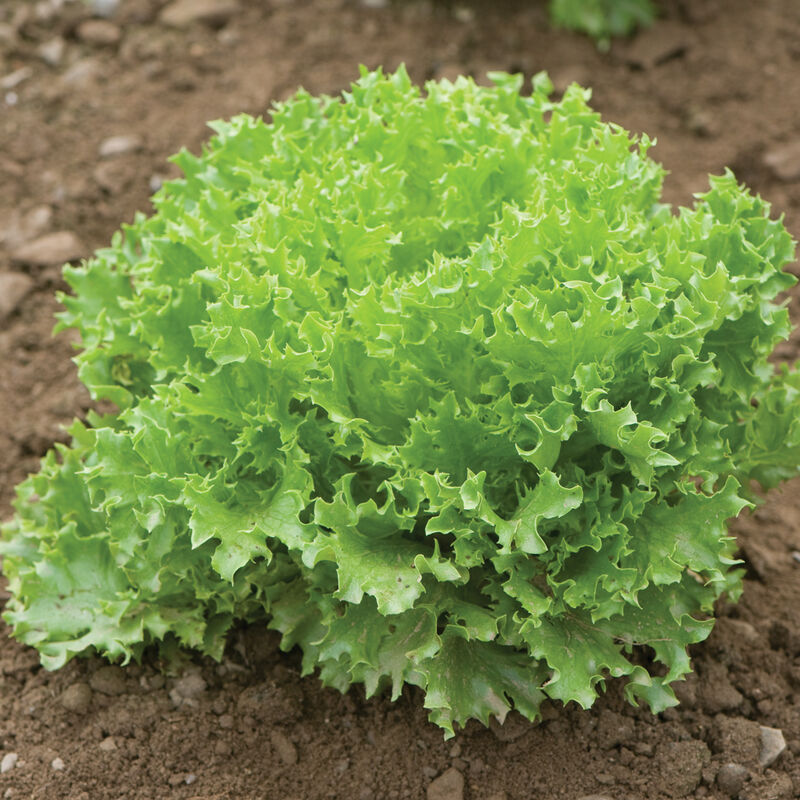Extranet Salanova&reg; &ndash; Green Sweet Crisp Salanova&reg; Lettuce