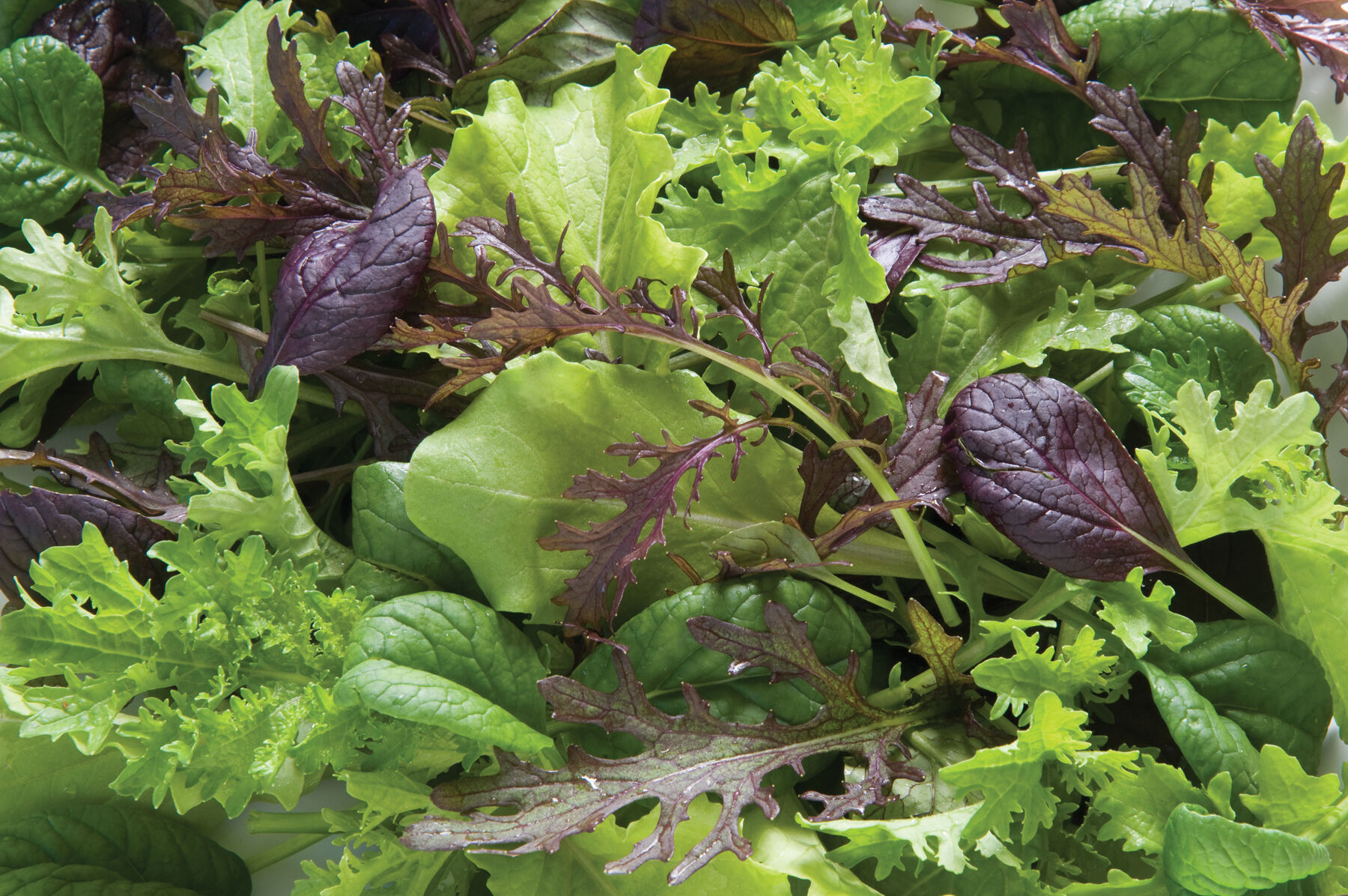 Premium Greens Mix Greens