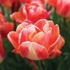 Apricot Symbiose&reg; Tulips