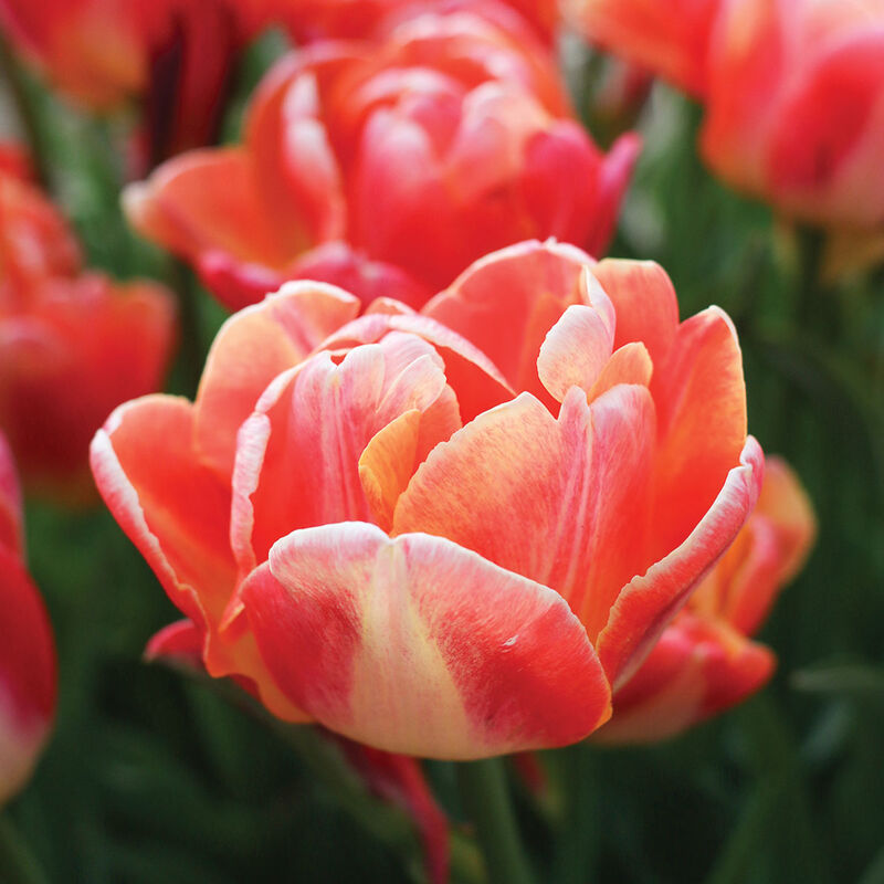 Apricot Symbiose&reg; Tulips