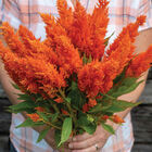 Sunday&trade; Bright Orange Sunday&trade; Series