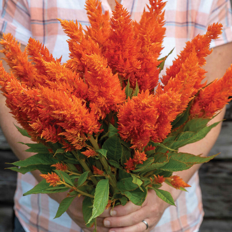 Sunday&trade; Bright Orange Sunday&trade; Series