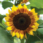 ProCut&reg; Bicolor Tall Sunflowers