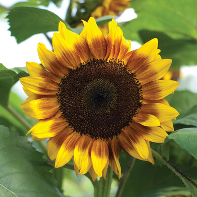 ProCut&reg; Bicolor Tall Sunflowers
