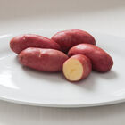 French Fingerling &ndash; Early Ship Potatoes