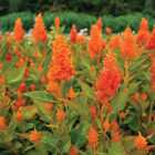 Sunday&trade; Bright Orange Sunday&trade; Series