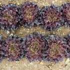 Xandra Salanova&reg; &ndash; Red Oakleaf Salanova&reg; Lettuce