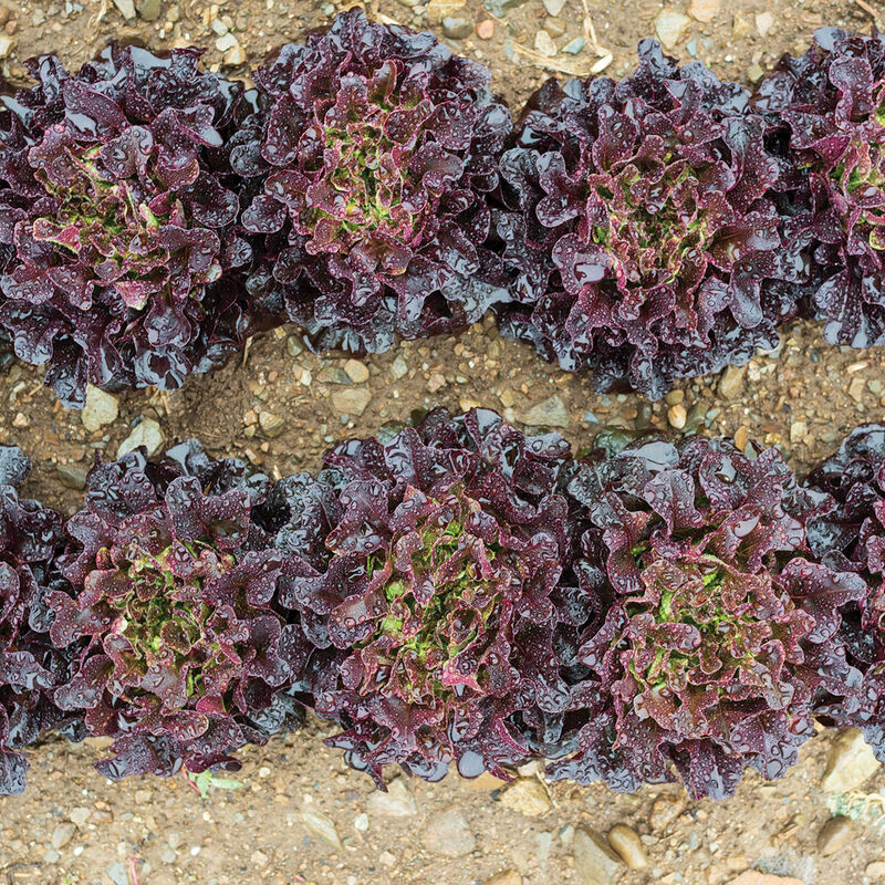 Xandra Salanova&reg; &ndash; Red Oakleaf Salanova&reg; Lettuce