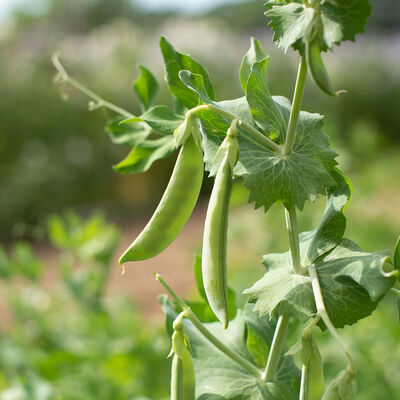 PLS 141 Snap Peas