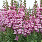 Avignon Lavender II Cool Season (Groups 1&ndash;2)
