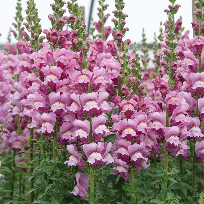 Avignon Lavender II Cool Season (Groups 1&ndash;2)