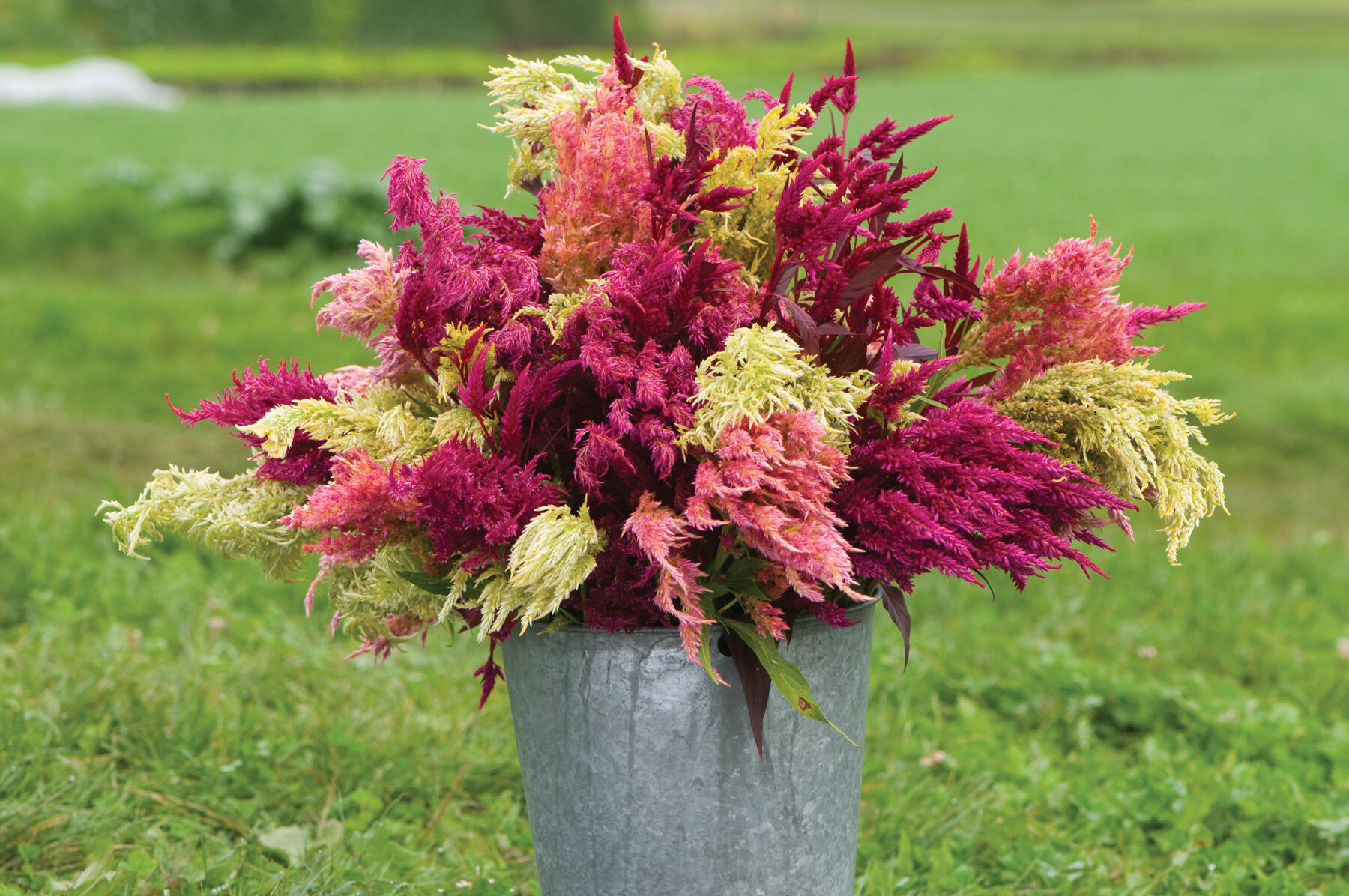 Pampas Plume Celosia