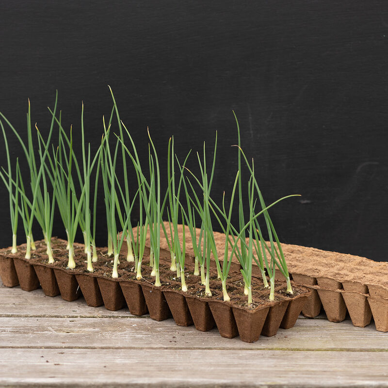 36 Cell Fertil Pots Strip &ndash; 10 Count Seed Starting Supplies