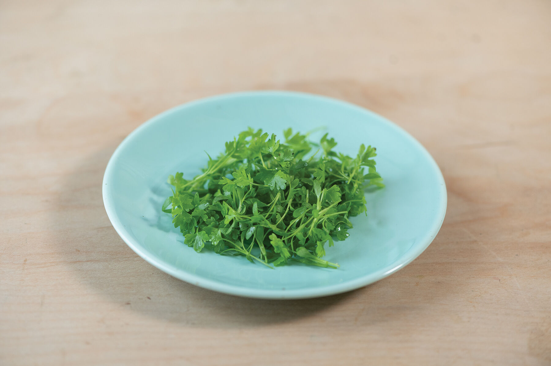 Cutting Celery Microgreen Herbs