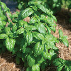 Aya Prospera&reg; Active DMR Genovese Basil